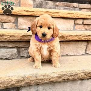 Ella, Goldendoodle Puppy